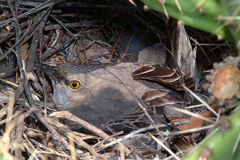 Mockingbird Nest